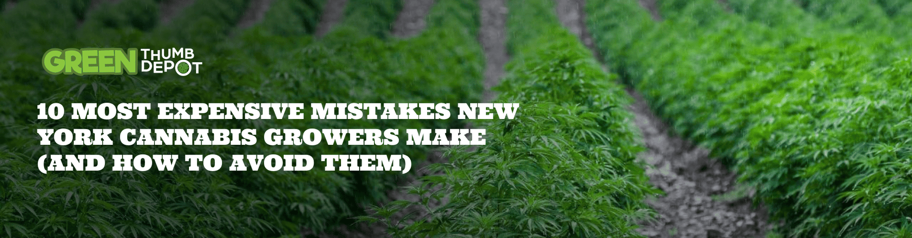 10 Critical Mistakes New York Cannabis Growers Make (and How to Avoid Them) - Green Thumb Depot