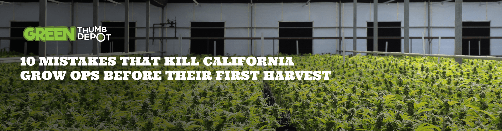 10 Mistakes That Kill California Grow Ops Before Their First Harvest ...