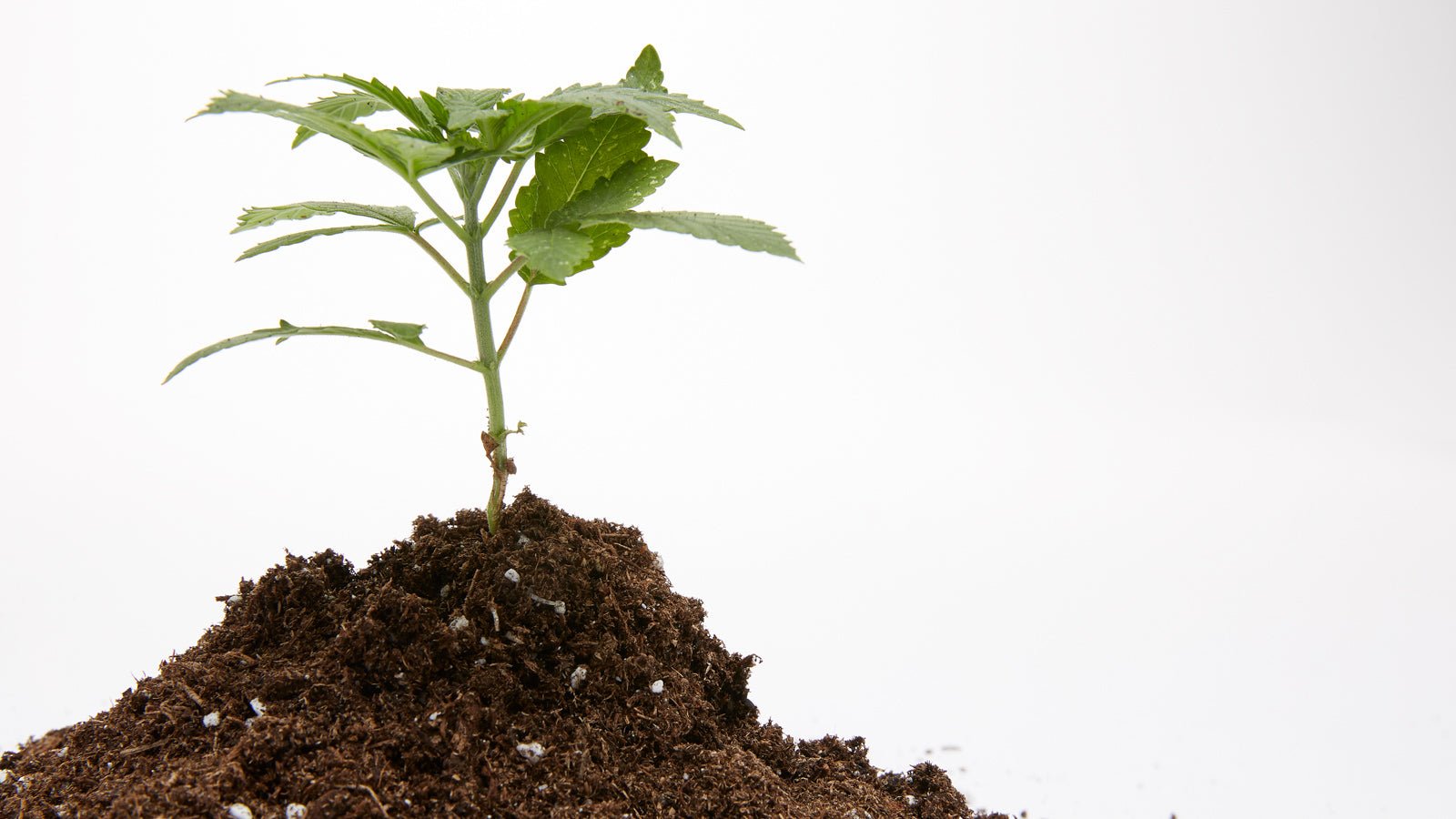 Benefits of Home Plant Growing - Green Thumb Depot