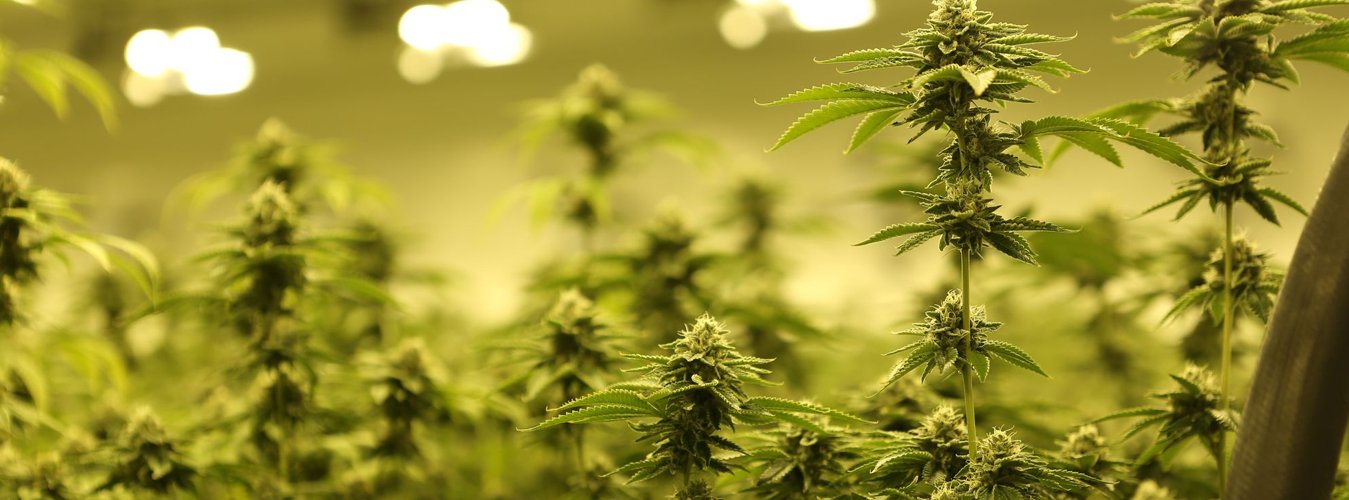 CO2 Grow Lights: When and Why to Use Them - Green Thumb Depot