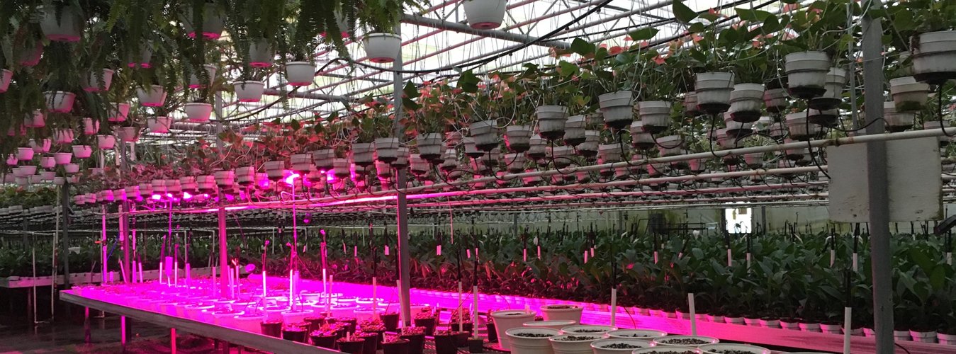 Everything You Need to Know About LED Grow Lights - Green Thumb Depot