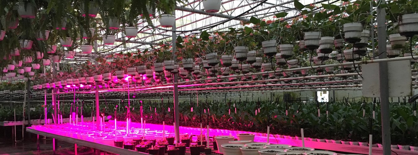 Everything You Need to Know About LED Grow Lights — Green Thumb Depot