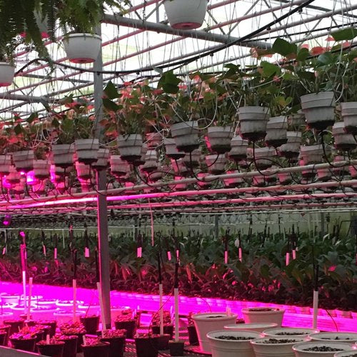 Everything You Need to Know About LED Grow Lights - Green Thumb Depot