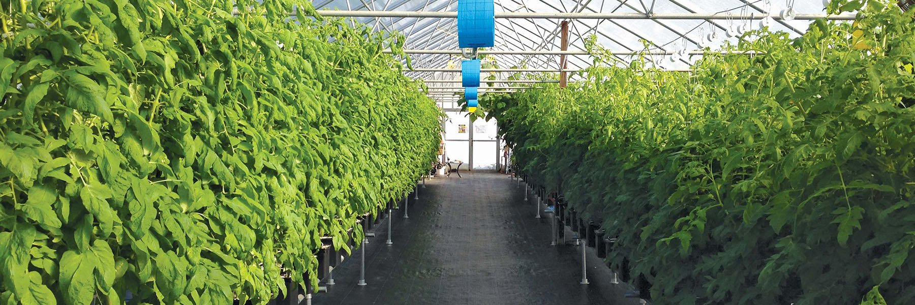 Expert Tips: How to Choose the Perfect Air Conditioner for Your Growing Operation - Green Thumb Depot