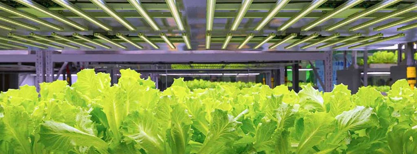 Full Spectrum vs. Targeted Spectrum Grow Lights Comparing the pros an