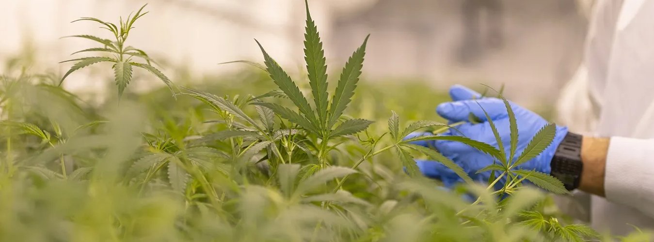 Grow Light Buying Guide for Cannabis Growers - Green Thumb Depot