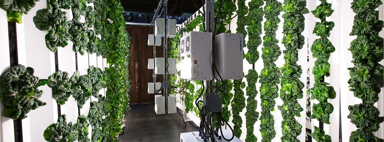 Grow Lights for Hydroponic Systems: Best practices for integrating lights with water-based cultivation methods. - Green Thumb Depot