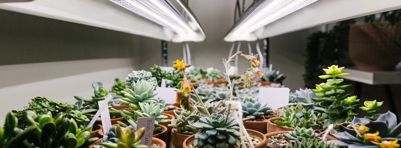 Grow Lights for Succulents and Low-Light Plants: Tailoring light conditions for specific plant types. - Green Thumb Depot