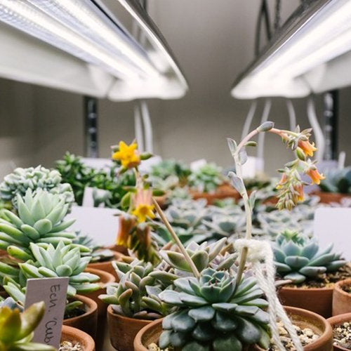 Grow Lights for Succulents and Low-Light Plants: Tailoring light conditions for specific plant types. - Green Thumb Depot