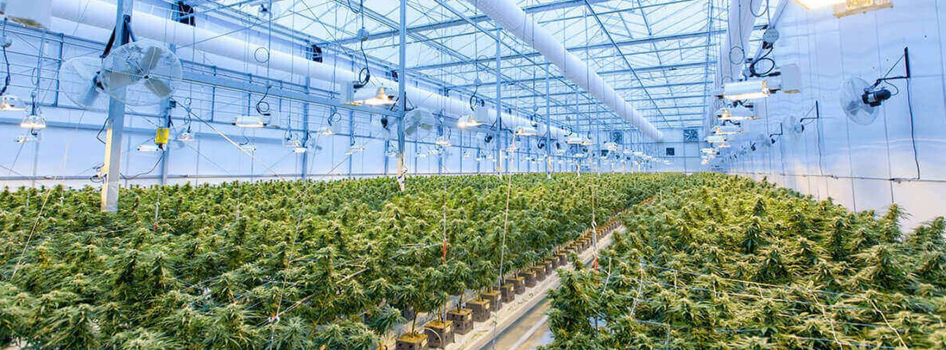 Grow Lights in Commercial Agriculture: How large-scale operations utilize artificial lighting for year-round production. - Green Thumb Depot