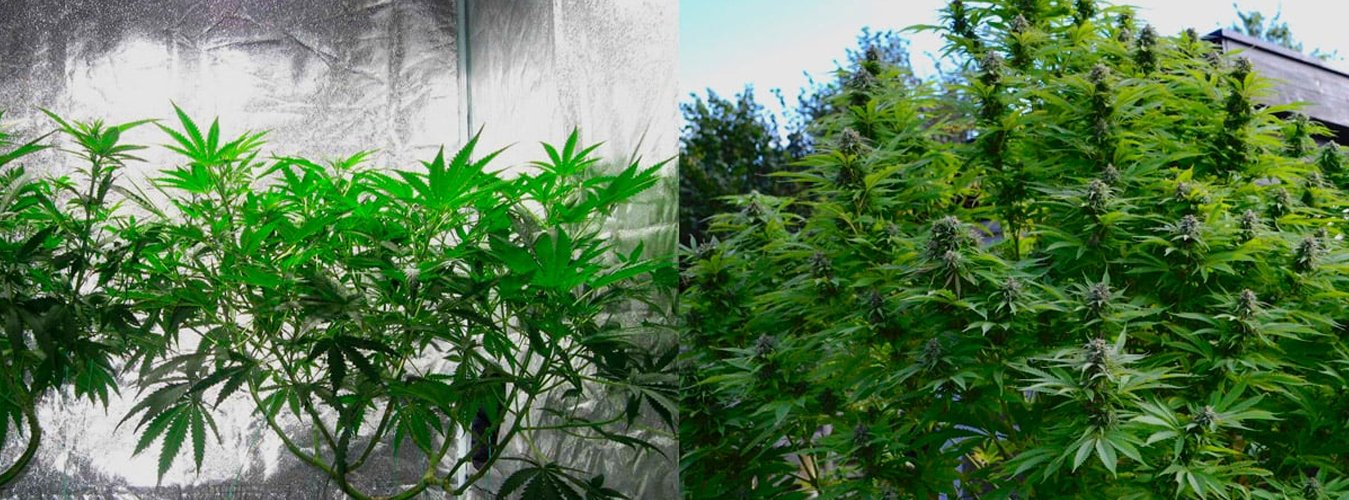 Growing Indoors vs. Outdoors - Green Thumb Depot