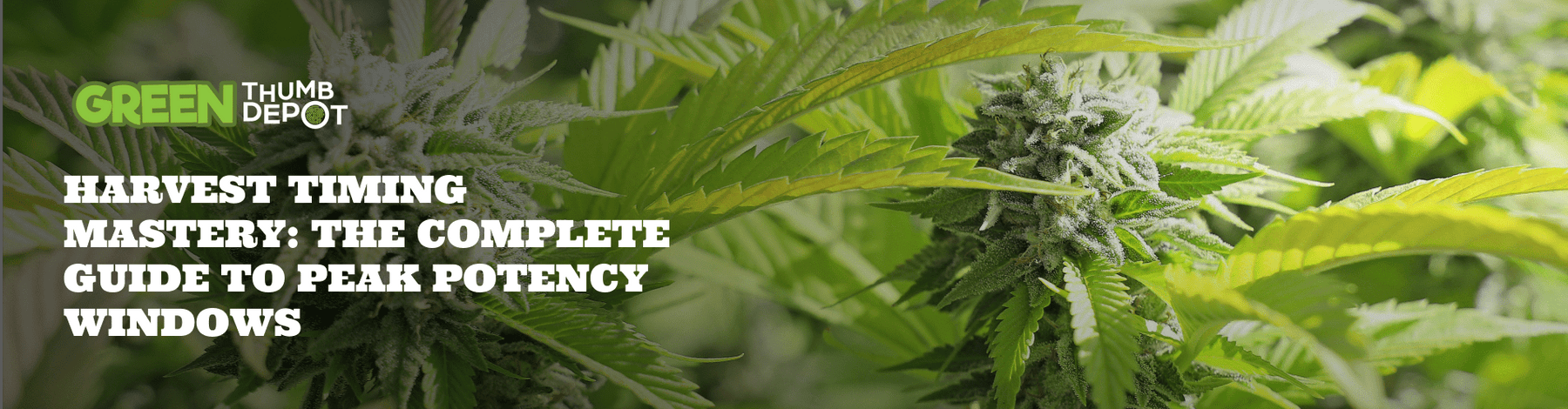 Harvest Timing Mastery: The Complete Guide to Peak Potency Windows - Green Thumb Depot