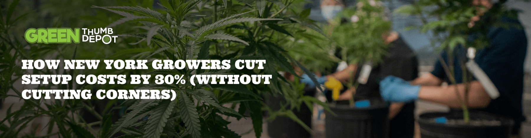 How New York Growers Cut Setup Costs by 30% (Without Cutting Corners) - Green Thumb Depot