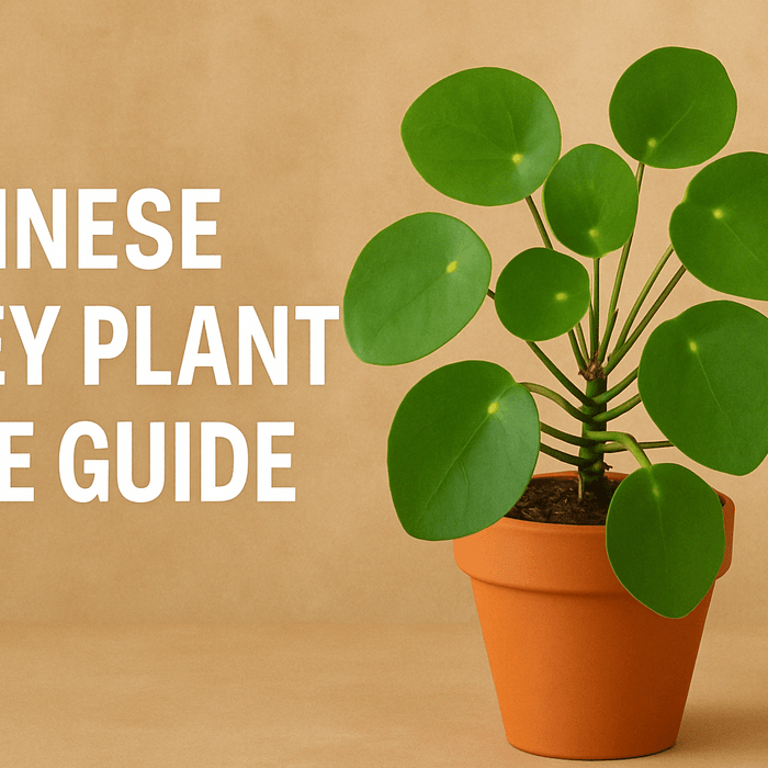 How to Care for the UFO Plant Indoors: Light, Watering &amp; Growth Tips - Green Thumb Depot