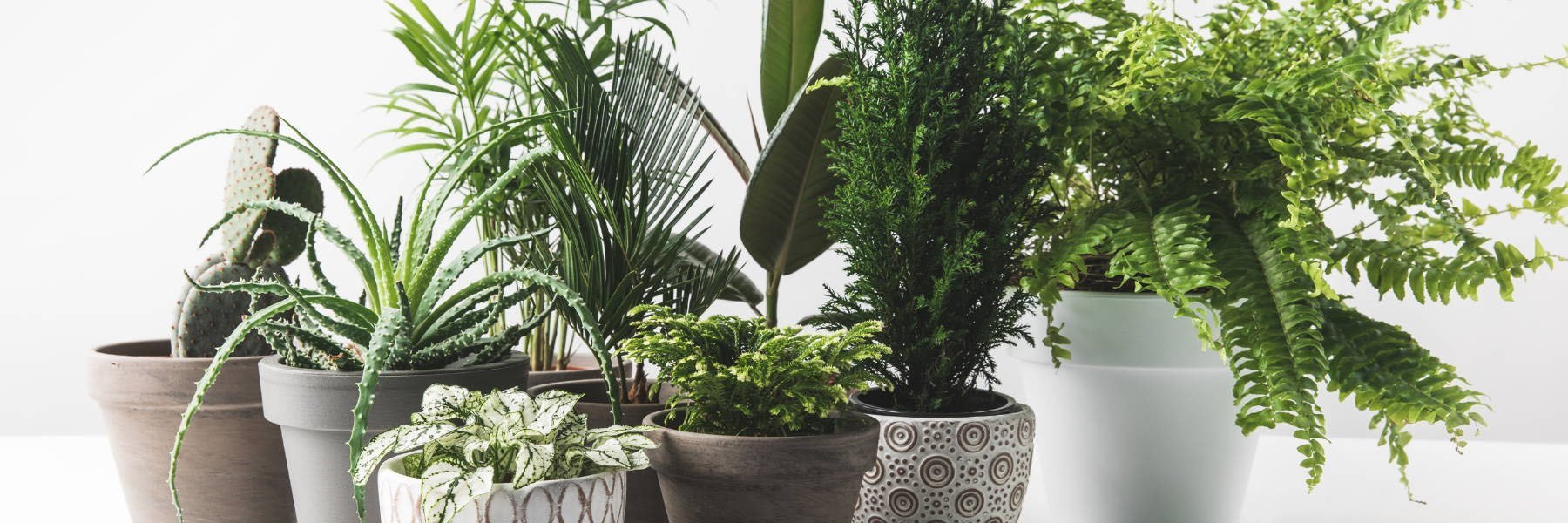 How To Select The Perfect Grow Lights For Your Growing Operation: A Comprehensive Guide - Green Thumb Depot