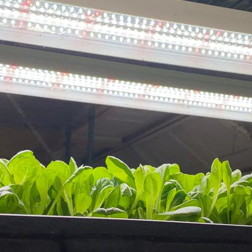 Integrating Grow Lights with Smart Home Systems: How modern technology can automate and optimize your indoor garden. - Green Thumb Depot