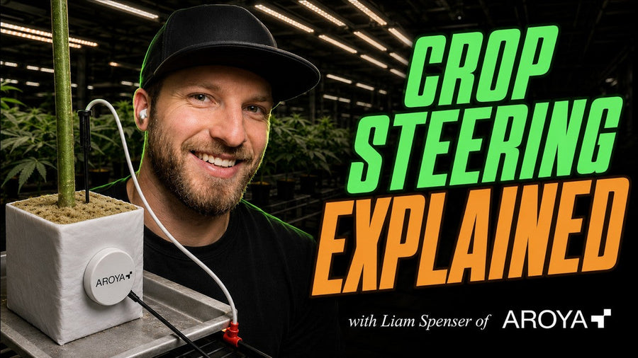 Crop steering:  An Interview with Liam Spenser, Account Executive at AROYA