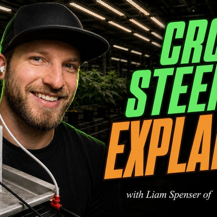 Crop steering:  An Interview with Liam Spenser, Account Executive at AROYA