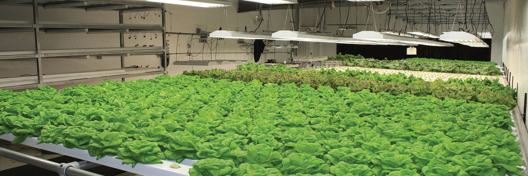 Master the Art of Cloning Your Plants A Comprehensive Guide for Succe