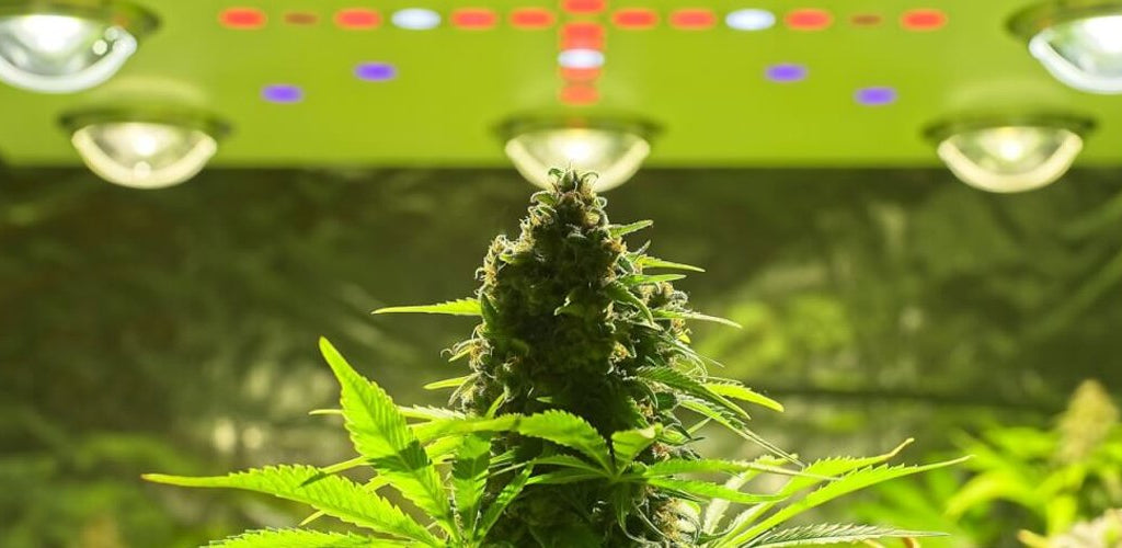 Optimizing Light Cycles for Plant Growth Understanding photoperiodism