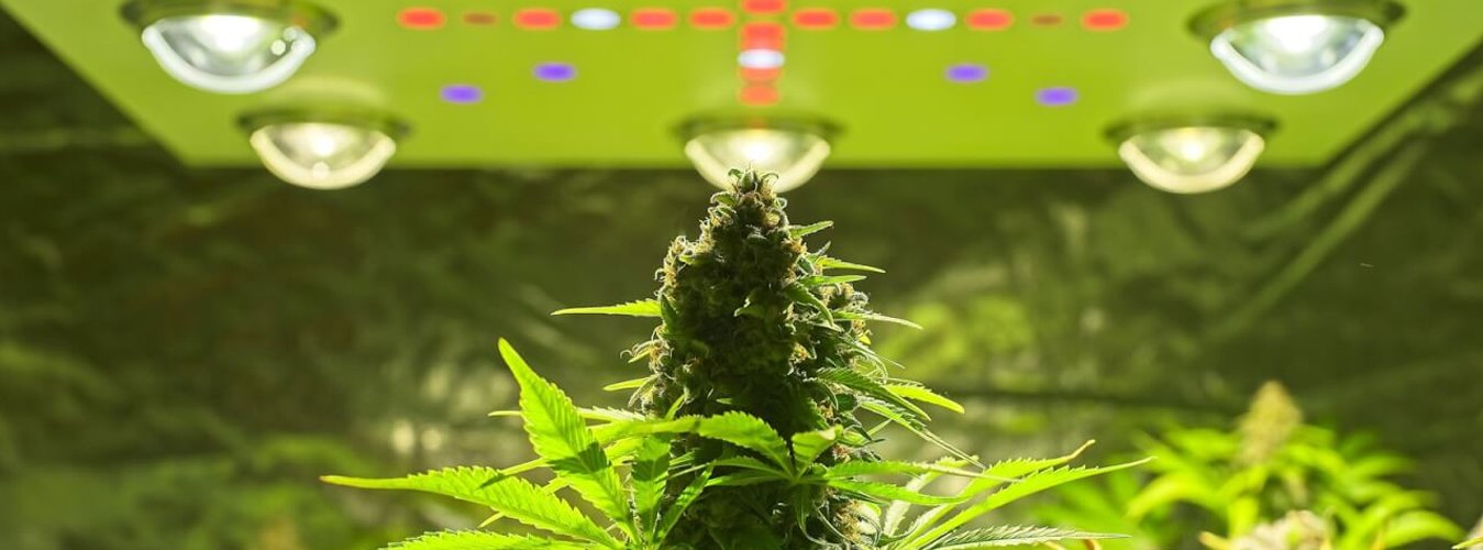 Optimizing Light Cycles for Plant Growth: Understanding photoperiodism and how to set light schedules for various plants. - Green Thumb Depot