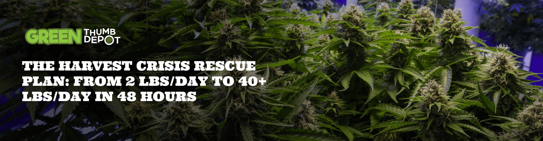 The Harvest Crisis Rescue Plan: From 2 lbs/day to 40+ lbs/day in 48 Hours - Green Thumb Depot