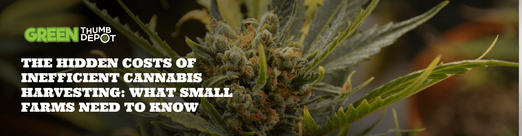 The Hidden Costs of Inefficient Cannabis Harvesting: What Outdoor Farms Need to Know - Green Thumb Depot