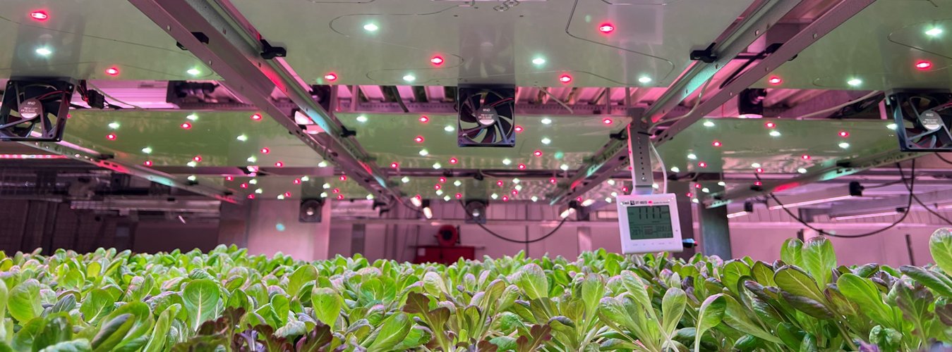 The Importance of Light Color Temperature in Plant Growth: Understanding Kelvin ratings and their impact on plants. - Green Thumb Depot