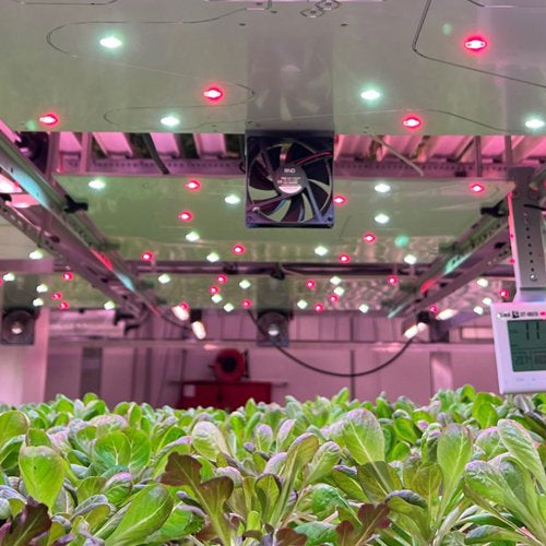 The Importance of Light Color Temperature in Plant Growth: Understanding Kelvin ratings and their impact on plants. - Green Thumb Depot