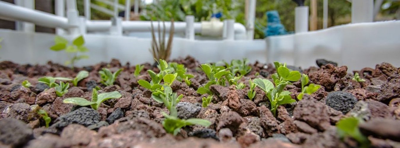The Role of Grow Lights in Aquaponics: Integrating light systems with fish and plant symbiotic relationships. - Green Thumb Depot