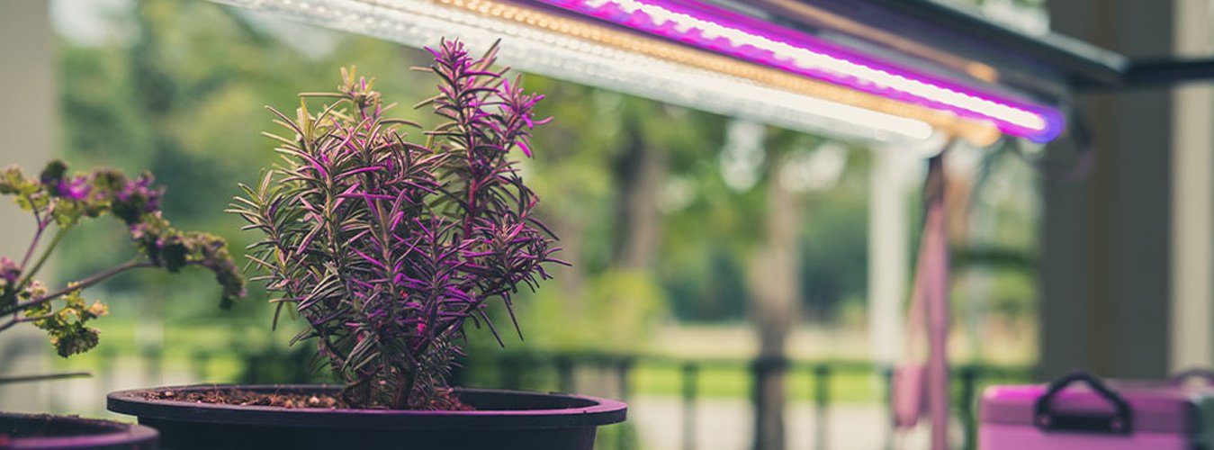 The Role of Ultraviolet (UV) and Infrared (IR) in Grow Lights: Benefits and precautions when using these spectrums . - Green Thumb Depot
