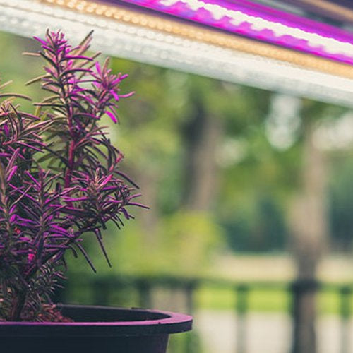 The Role of Ultraviolet (UV) and Infrared (IR) in Grow Lights: Benefits and precautions when using these spectrums . - Green Thumb Depot