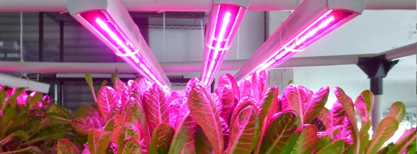 The Science Behind Grow Lights: How different light spectrums influence photosynthesis and plant development. - Green Thumb Depot