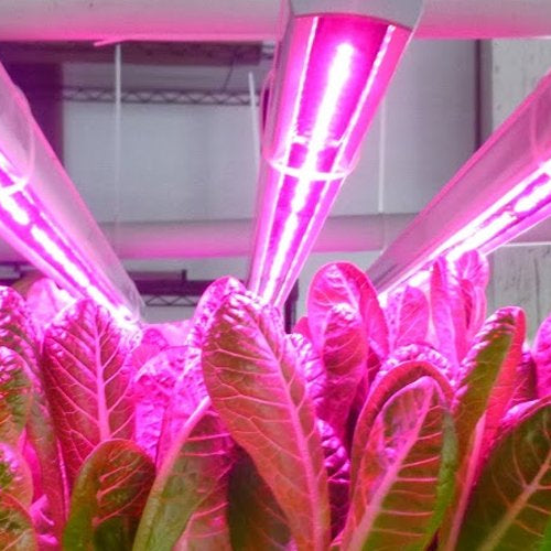 The Science Behind Grow Lights: How different light spectrums influence photosynthesis and plant development. - Green Thumb Depot