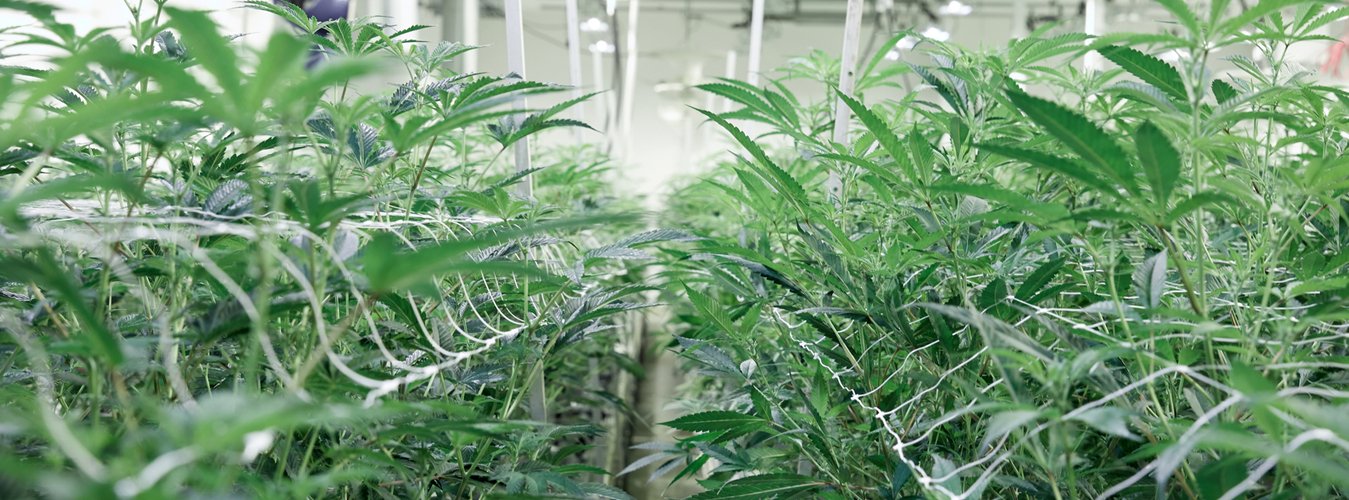 The Ultimate Grow Light Buying Guide - Green Thumb Depot