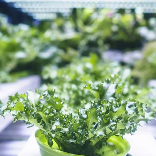 Types of Grow Lights and What They Are Used For - Green Thumb Depot