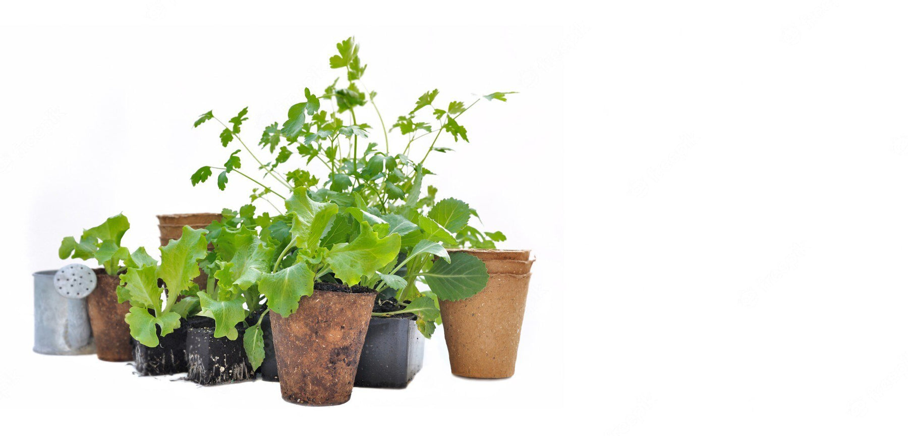 Types of Plants You Can Grow At Home - Green Thumb Depot