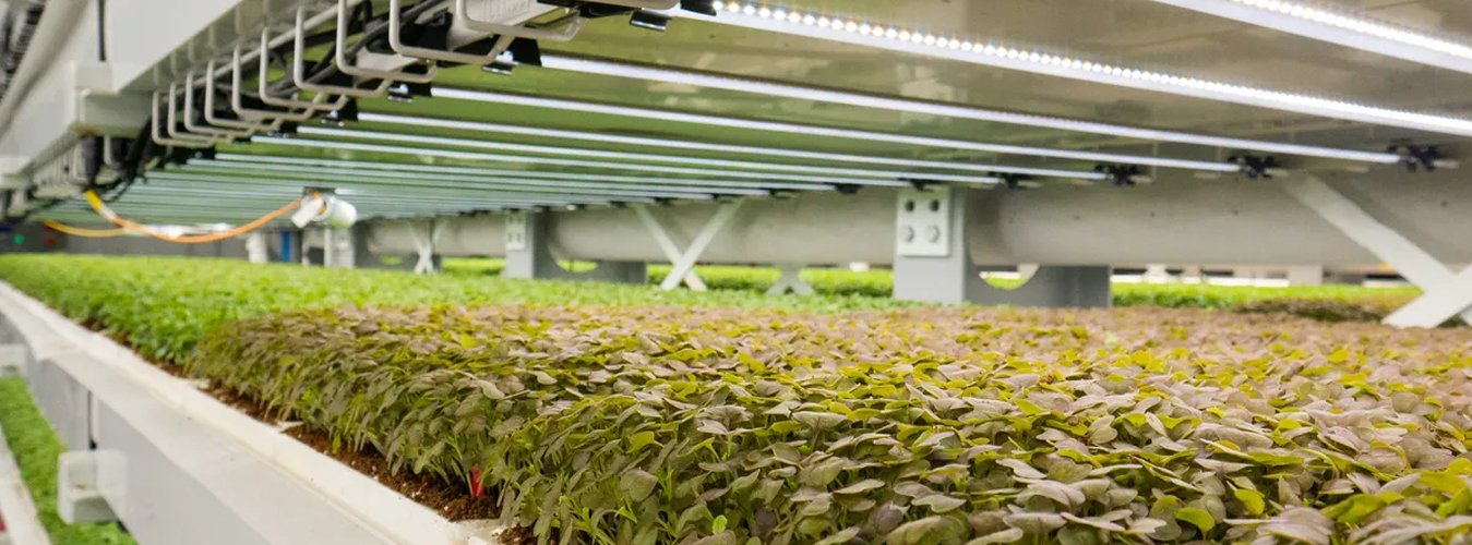 Vertical Farming and Grow Lights: The role of lighting in multi-layere ...