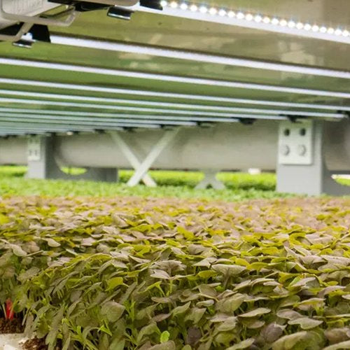 Vertical Farming and Grow Lights: The role of lighting in multi-layered, urban agricultural setups. - Green Thumb Depot