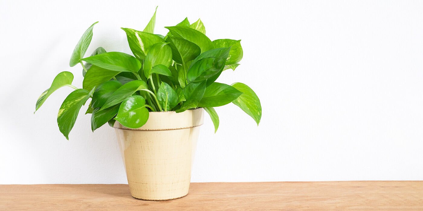 What Are Hydroponic Systems and How Do They Work? - Green Thumb Depot