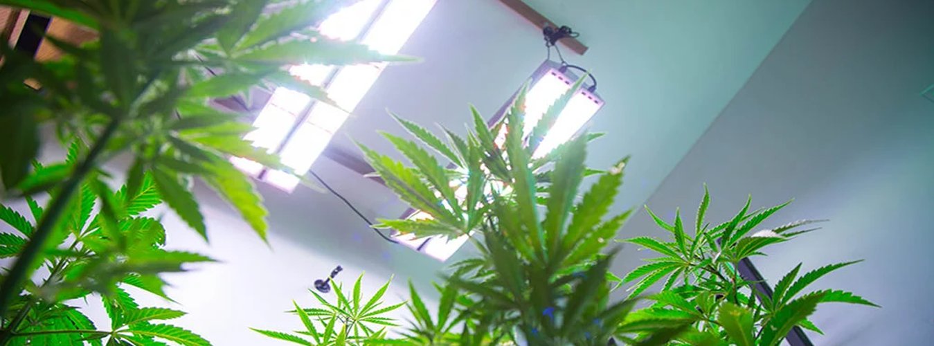 What Wattage of Grow Light Do You Need? - Green Thumb Depot