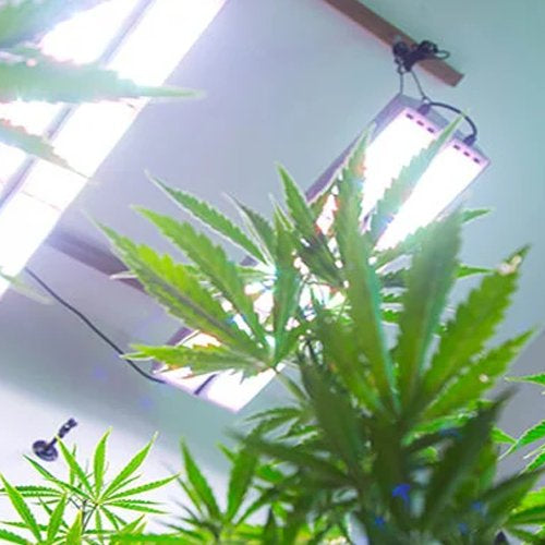 What Wattage of Grow Light Do You Need? - Green Thumb Depot