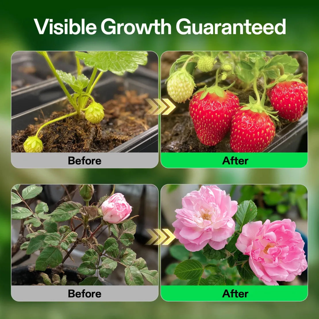 Nutrients Base A & B Bundle, Liquid Fertilizer Supports Vegetative and Flowering Stage