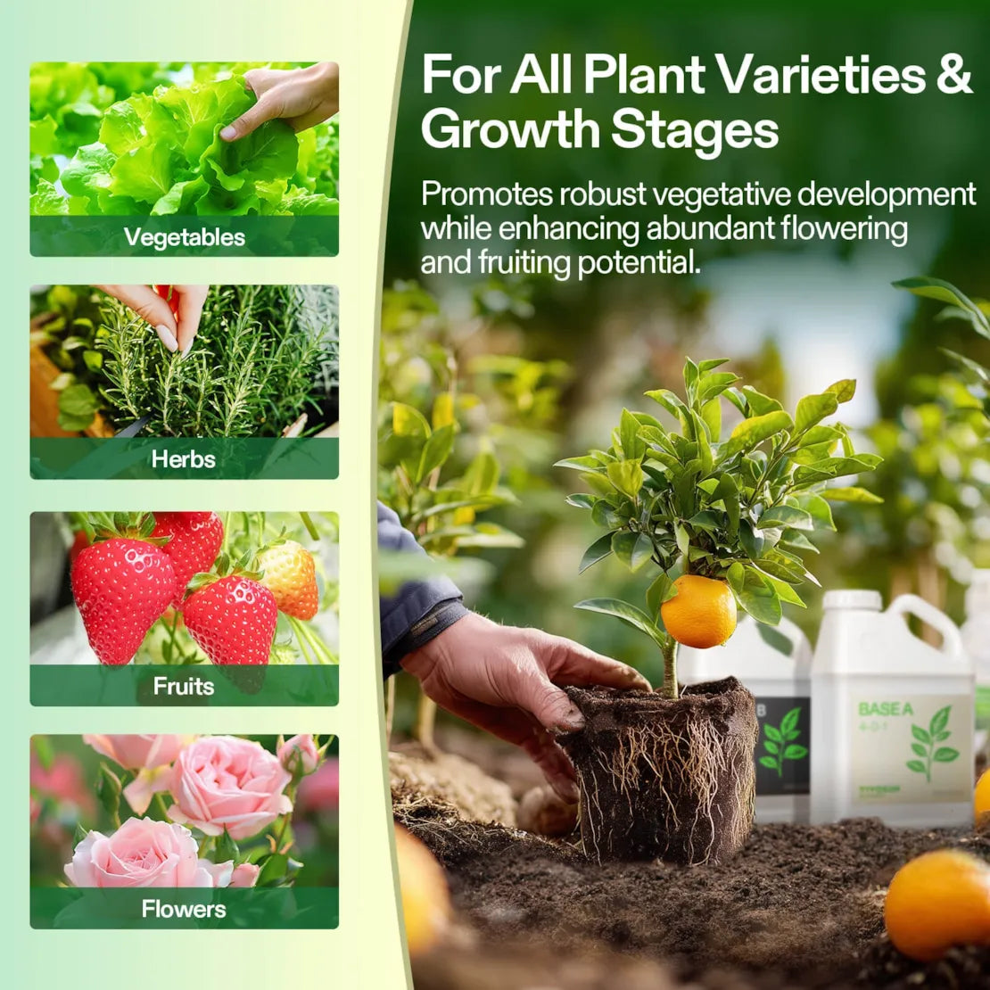 Nutrients Base A & B Bundle, Liquid Fertilizer Supports Vegetative and Flowering Stage