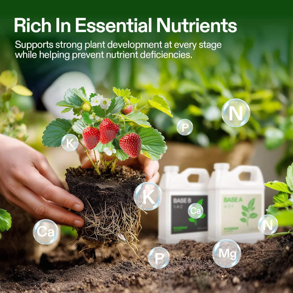 Nutrients Base A & B Bundle, Liquid Fertilizer Supports Vegetative and Flowering Stage