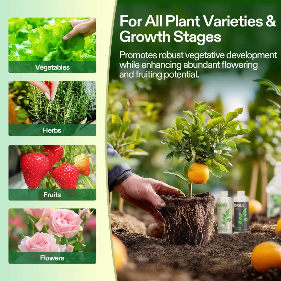 Nutrients Base A & B Bundle, Liquid Fertilizer Supports Vegetative and Flowering Stage