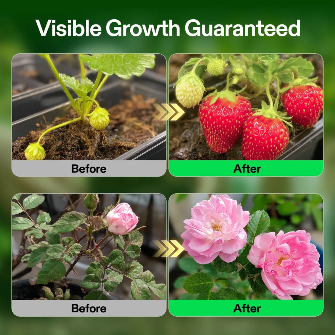 Nutrients Base A & B Bundle, Liquid Fertilizer Supports Vegetative and Flowering Stage