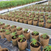 Bottomless Fabric Pot - Green Thumb Depot