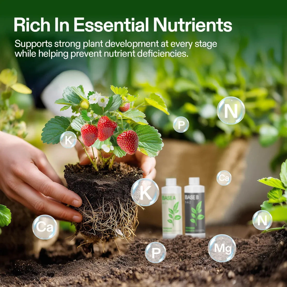 Nutrients Base A & B Bundle, Liquid Fertilizer Supports Vegetative and Flowering Stage