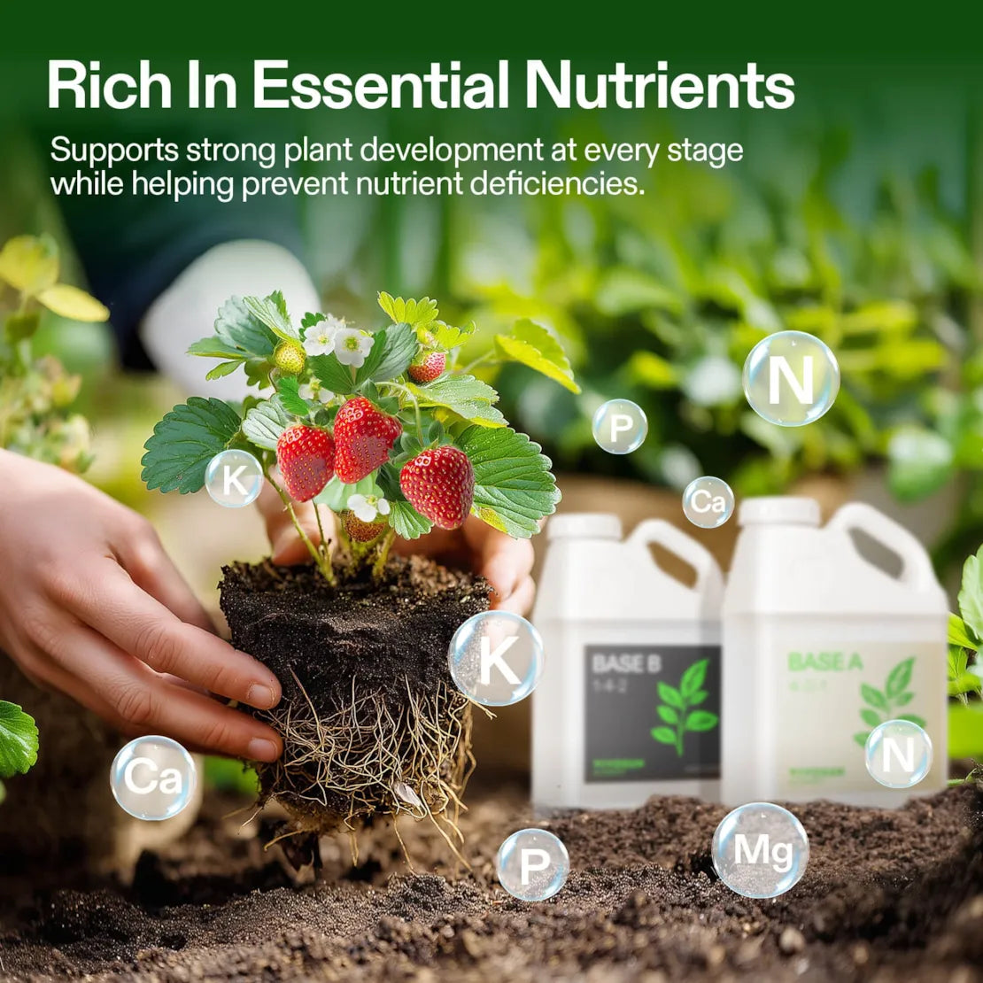 Nutrients Base A & B Bundle, Liquid Fertilizer Supports Vegetative and Flowering Stage